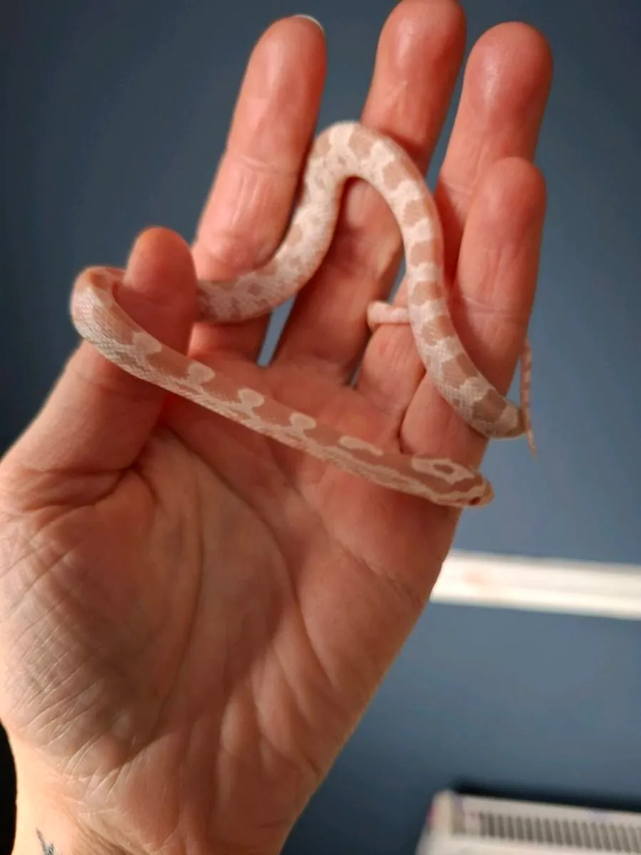 Hatchling corn snakes - Image 2
