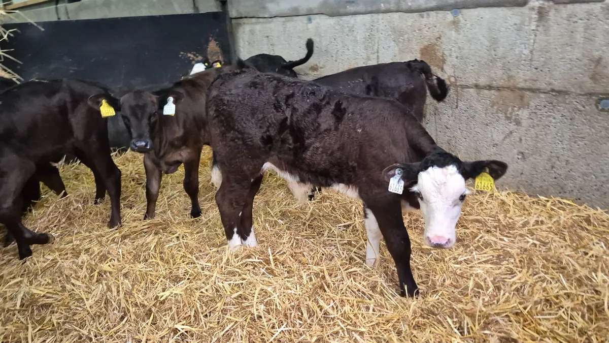 10 Quality Suck calves for sale - Image 1