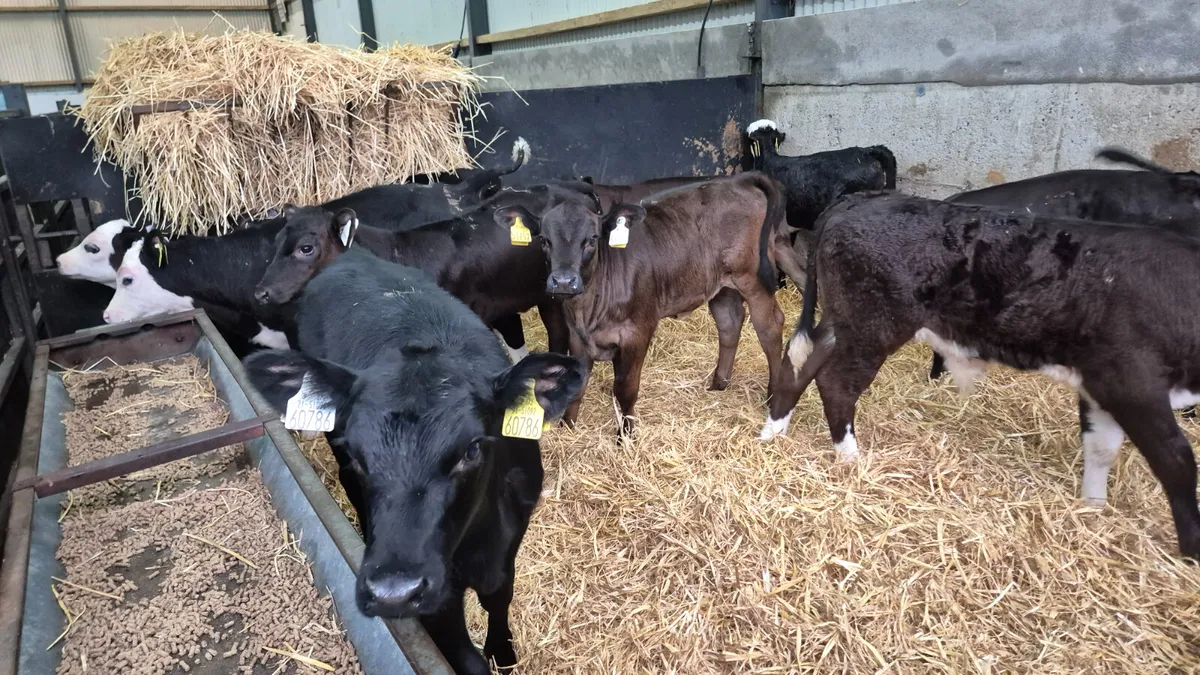 10 Quality Suck calves for sale - Image 2