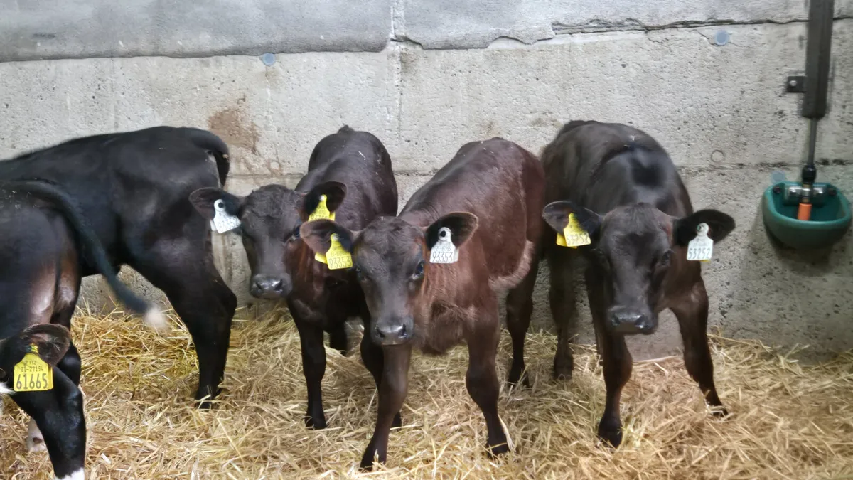 10 Quality Suck calves for sale - Image 4