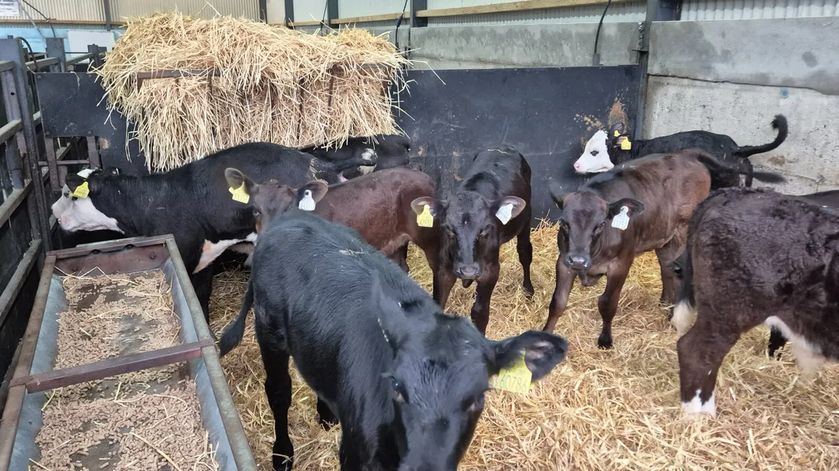 10 Quality Suck calves for sale - Image 3