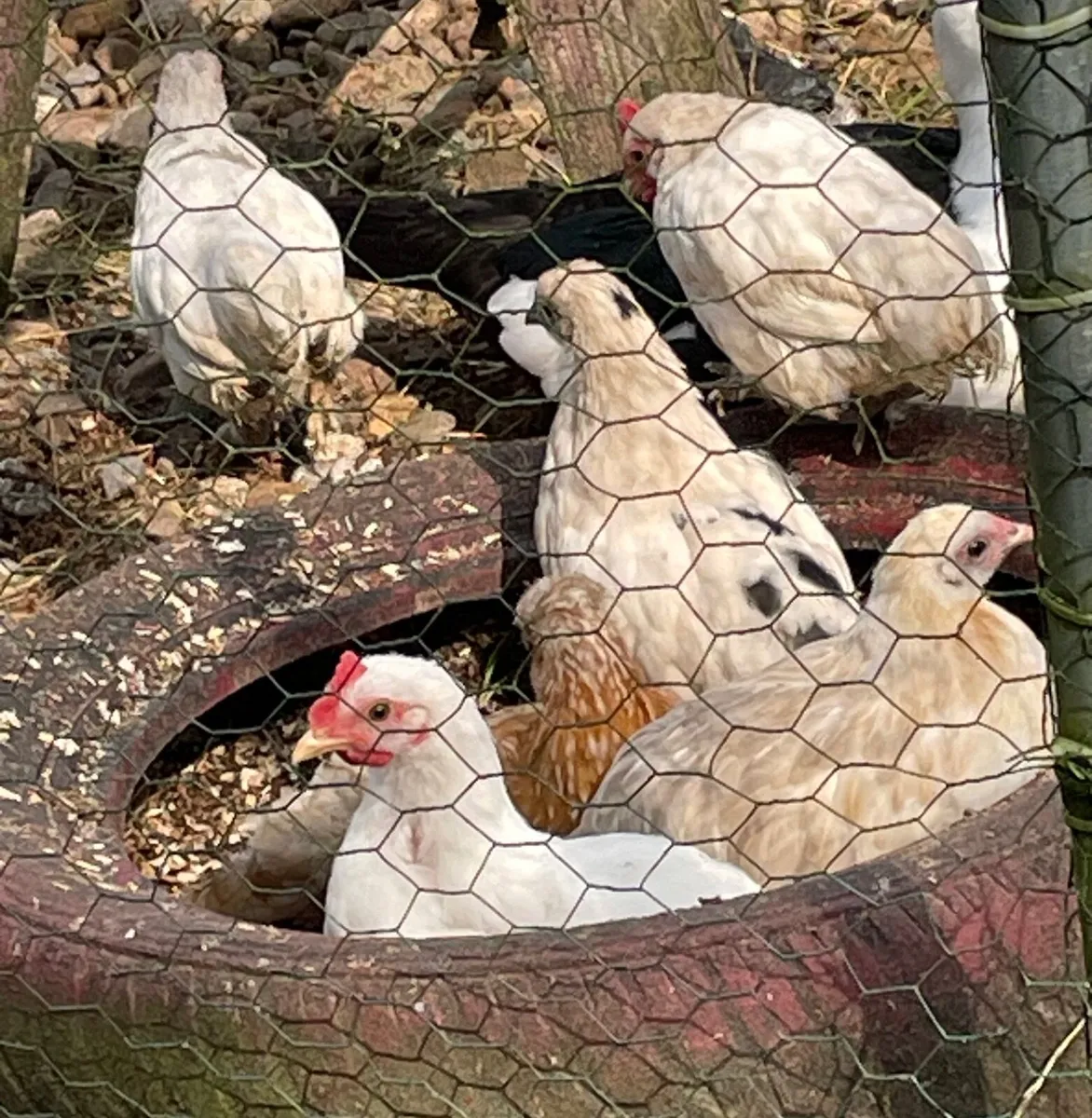 Muscovy ducklings - Image 3