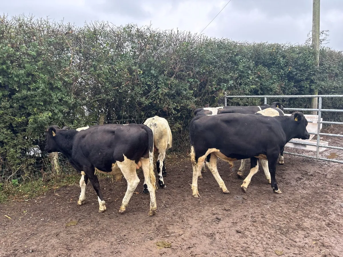 6 super 260 kg British Frisian bullocks - Image 1