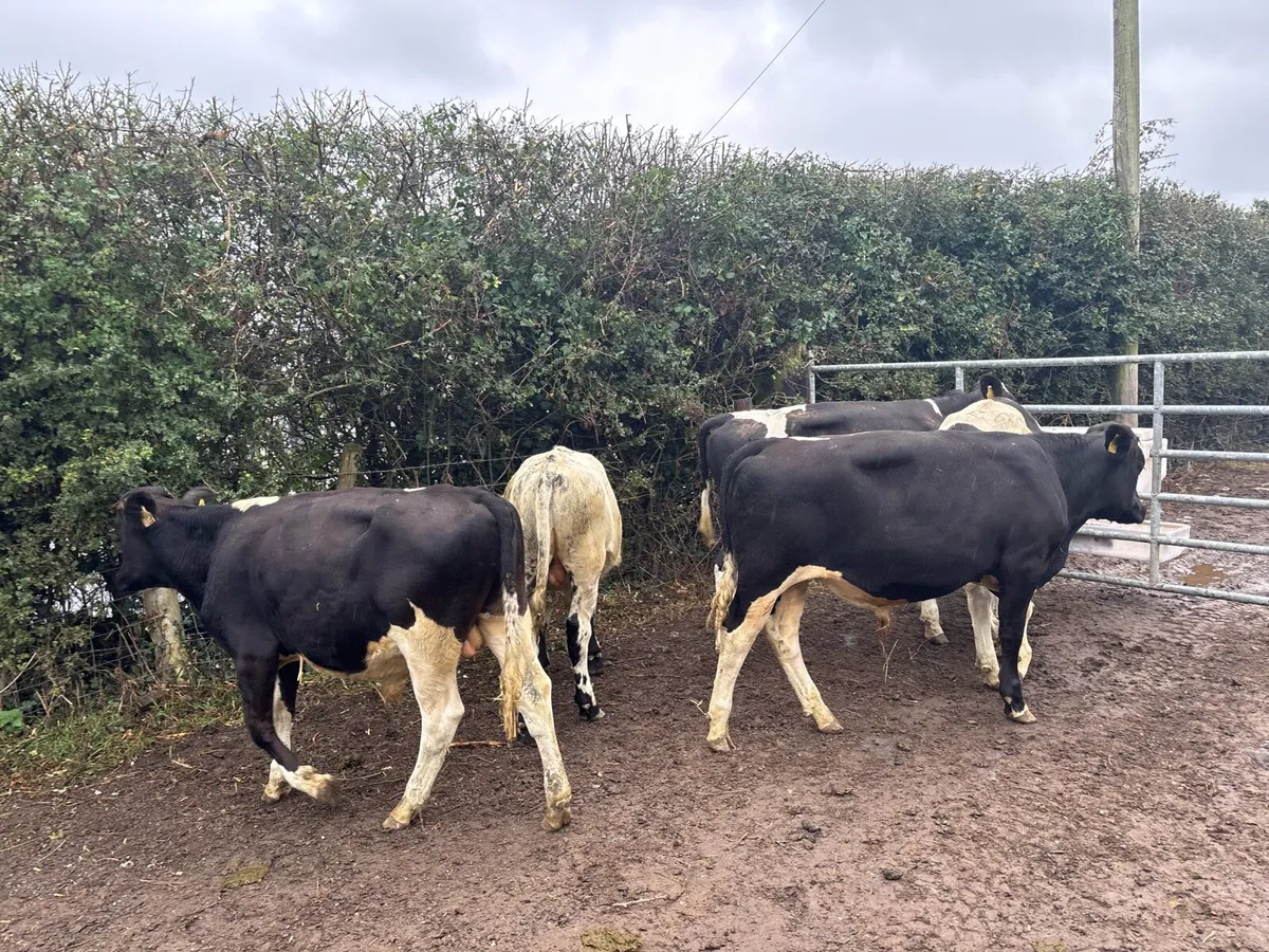6 super 260 kg British Frisian bullocks - Image 2