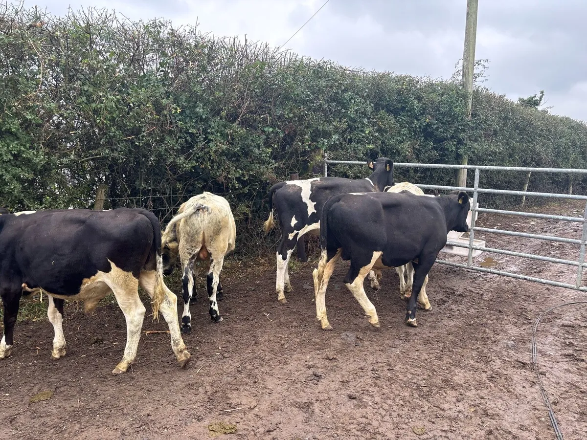 6 super 260 kg British Frisian bullocks - Image 3