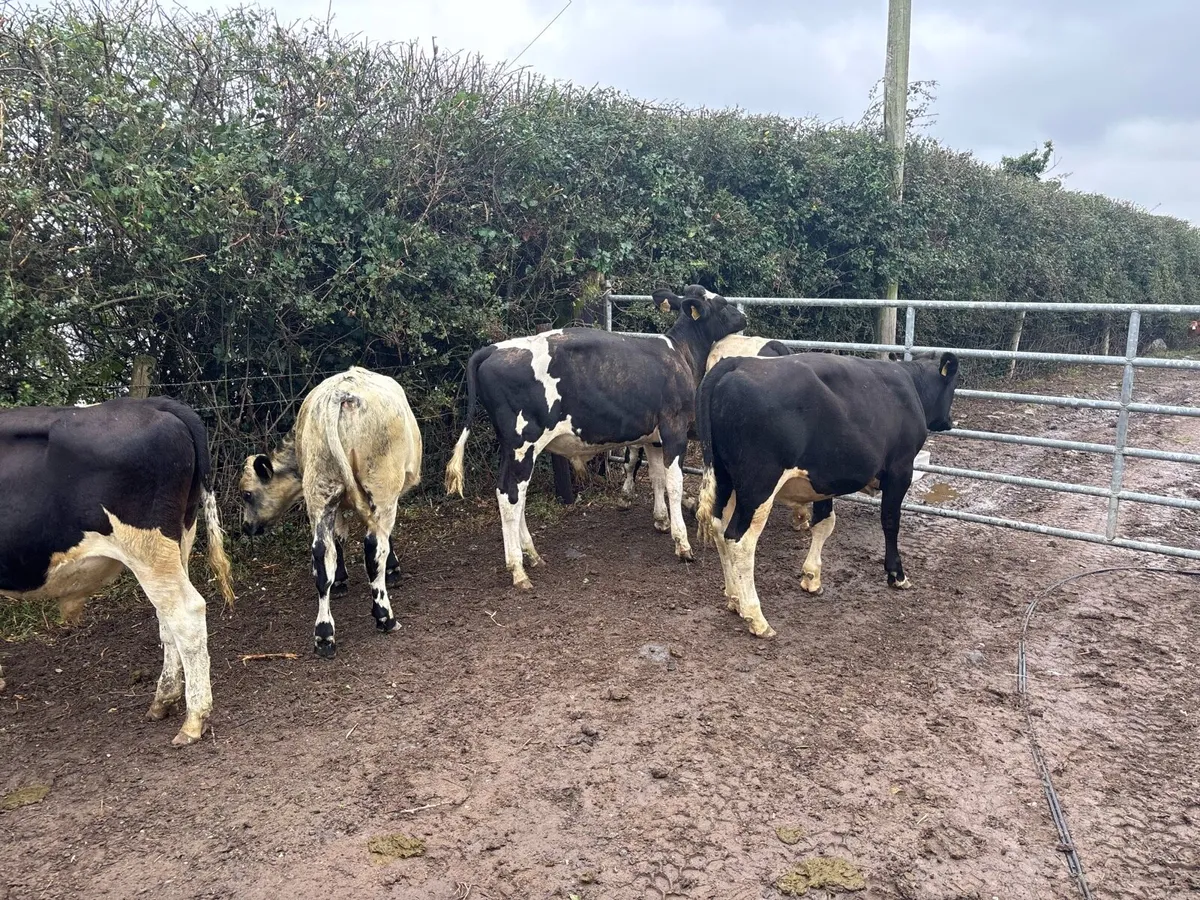 6 super 260 kg British Frisian bullocks - Image 4