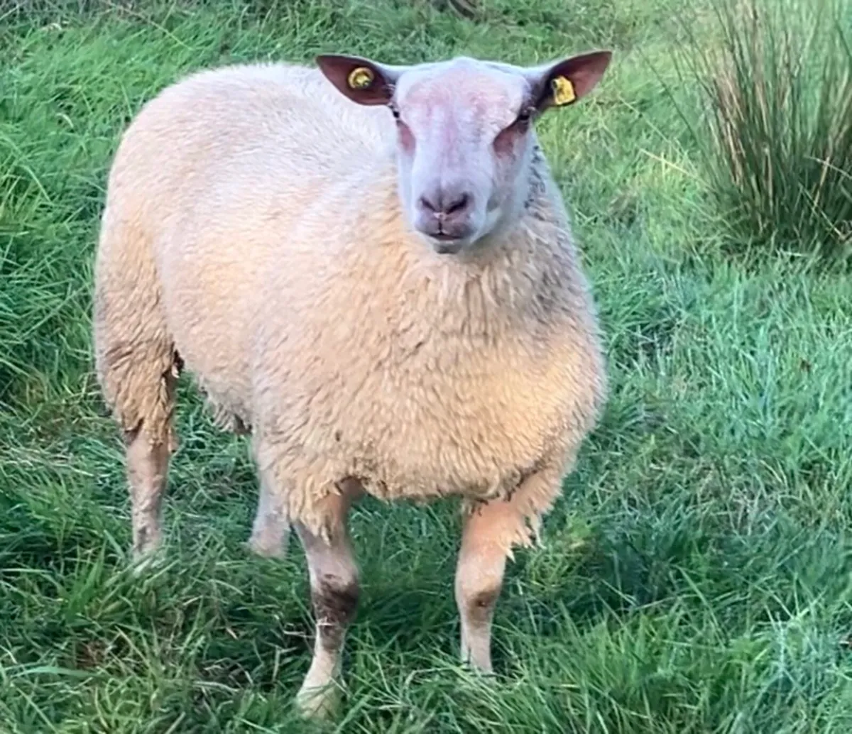 Top Quality Charollais Ram Lambs - Image 4