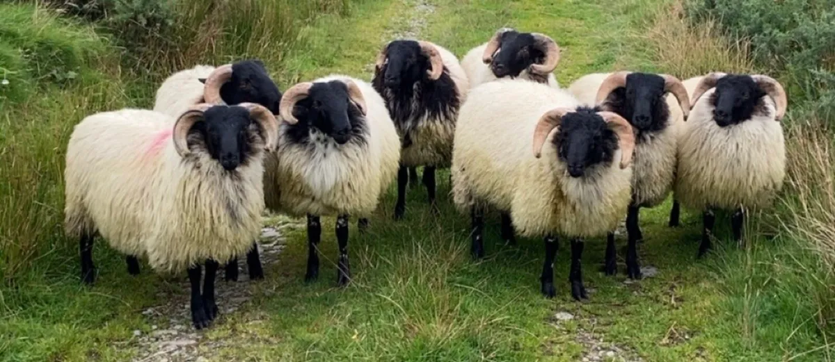 Mayo blackface ram lambs - Image 1