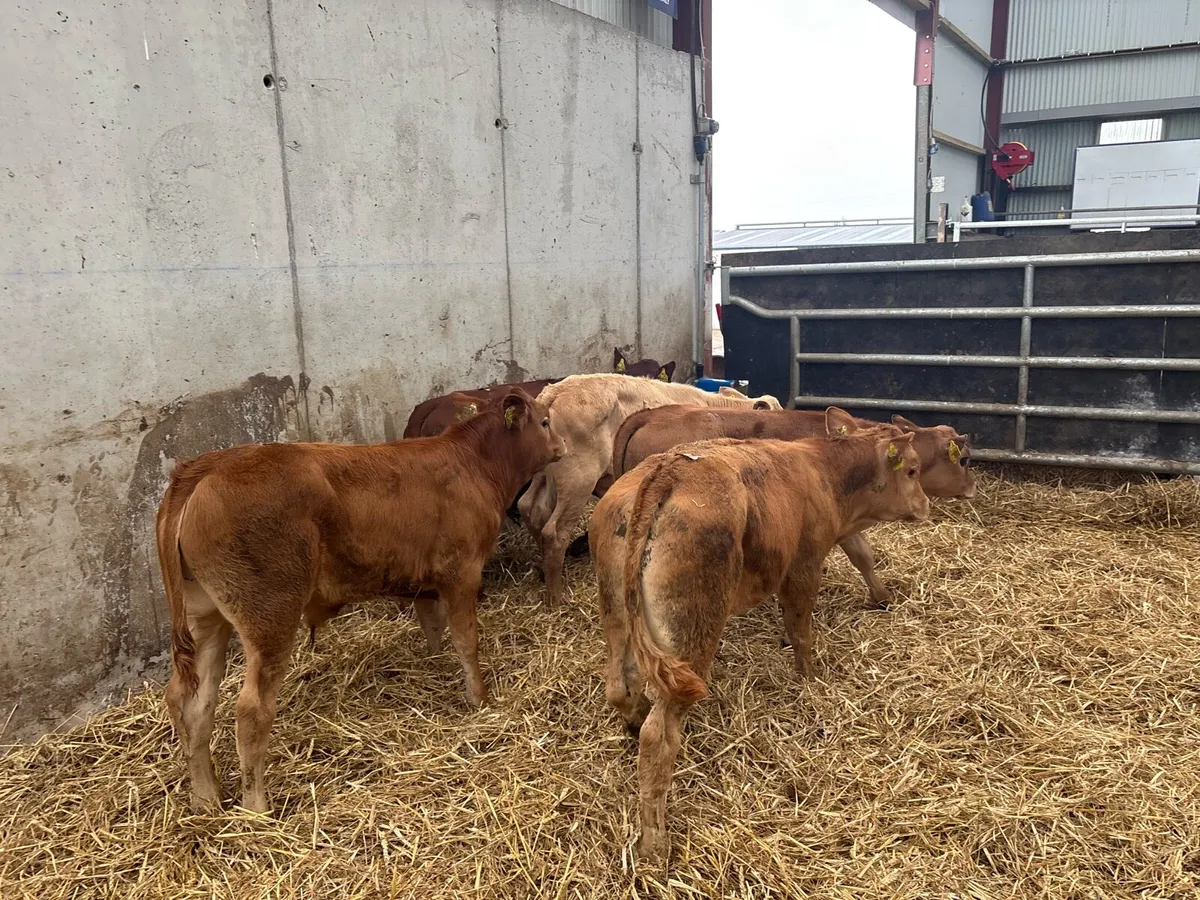 5 super suckler bred bull runners - Image 1