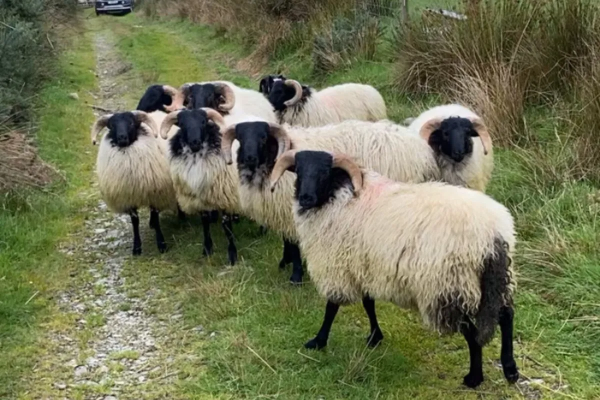 Mayo blackface ram lambs - Image 2