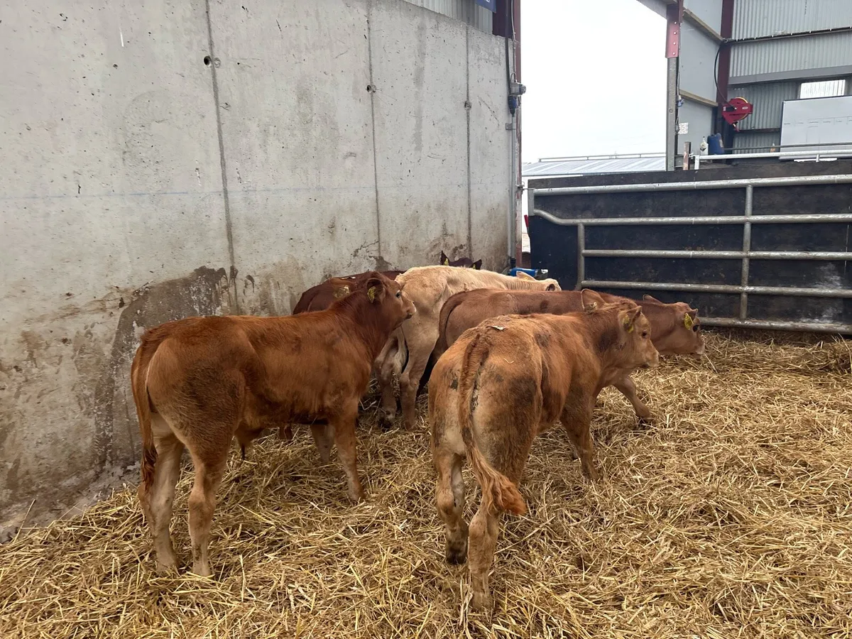 5 super suckler bred bull runners - Image 2