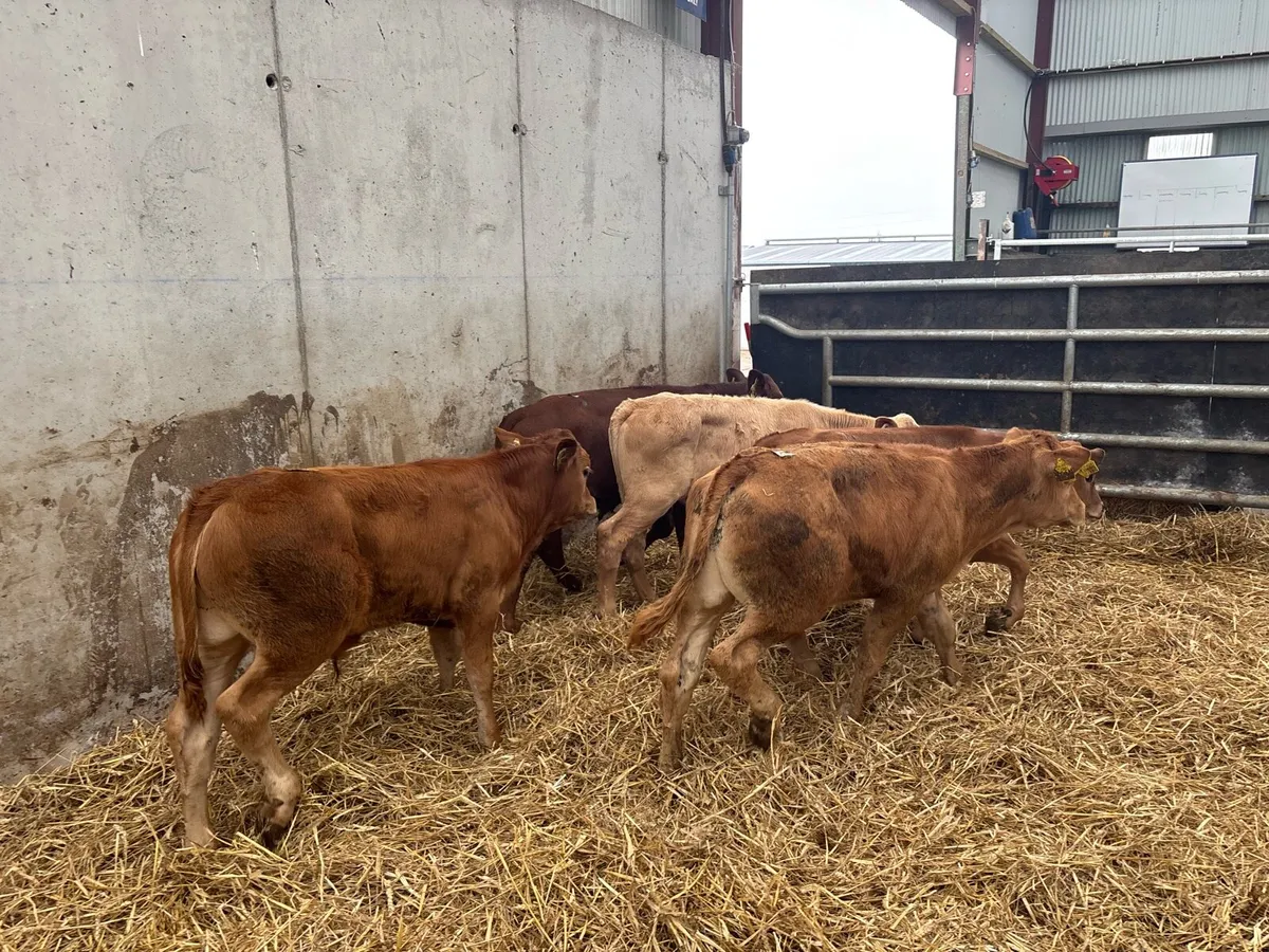 5 super suckler bred bull runners - Image 3