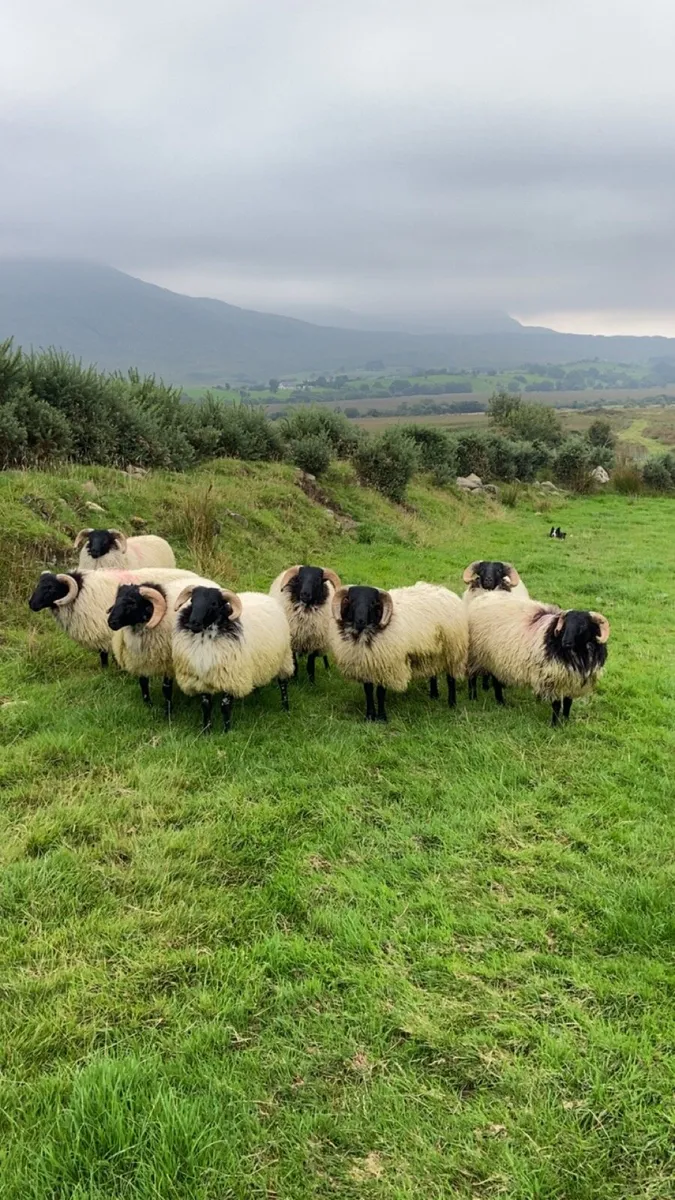Mayo blackface ram lambs - Image 3