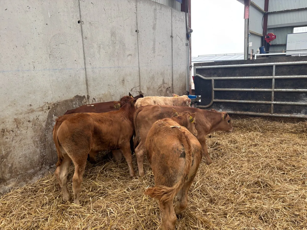 5 super suckler bred bull runners - Image 4