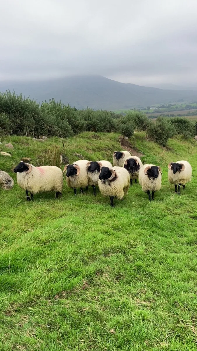 Mayo blackface ram lambs - Image 4