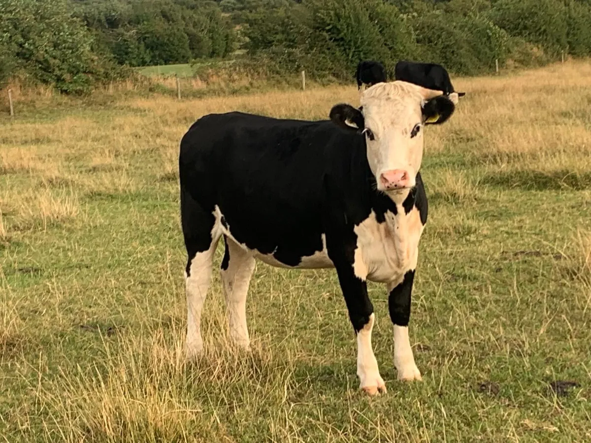 Hereford Heifers - Image 2