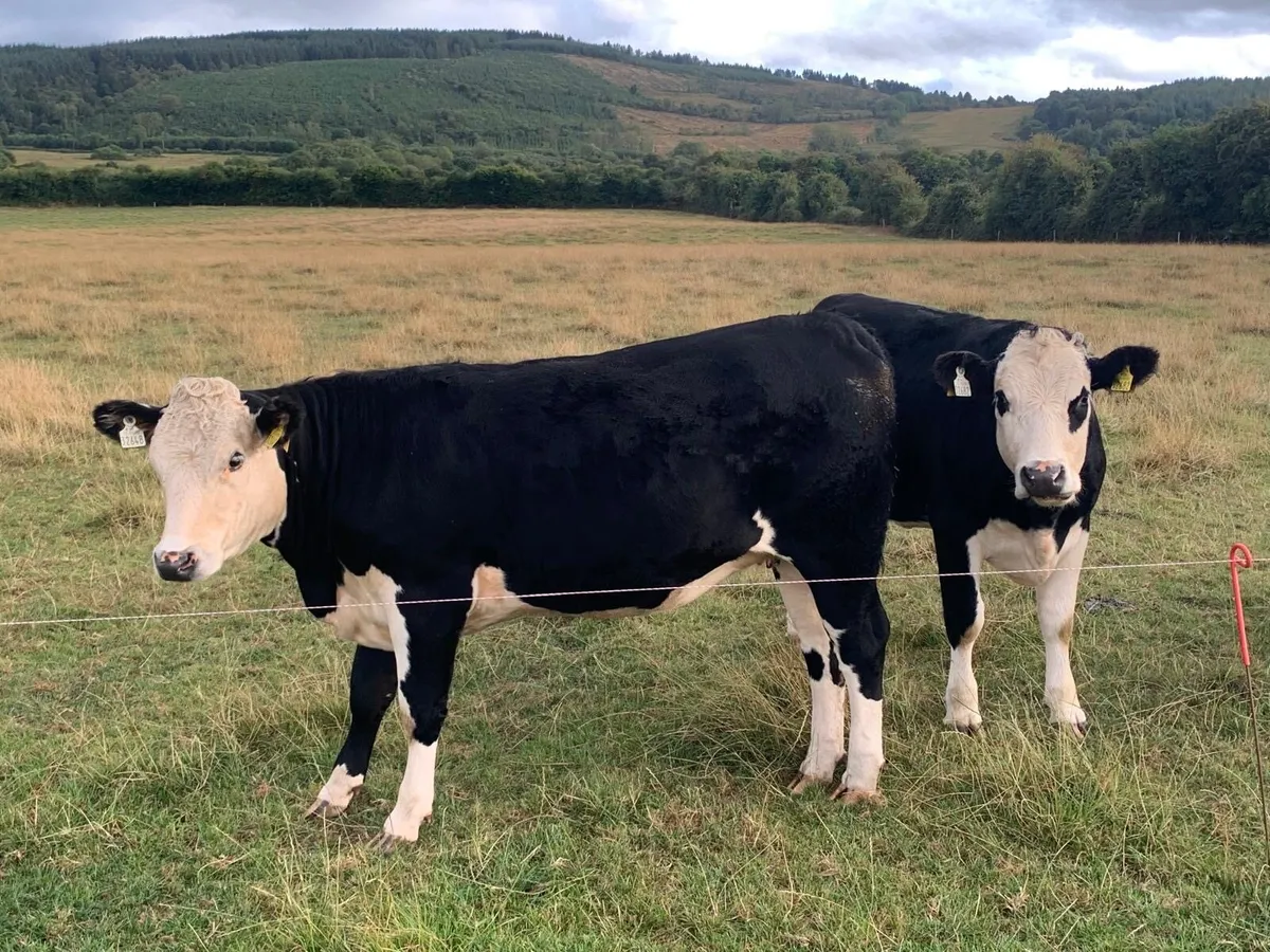 Hereford Heifers - Image 4