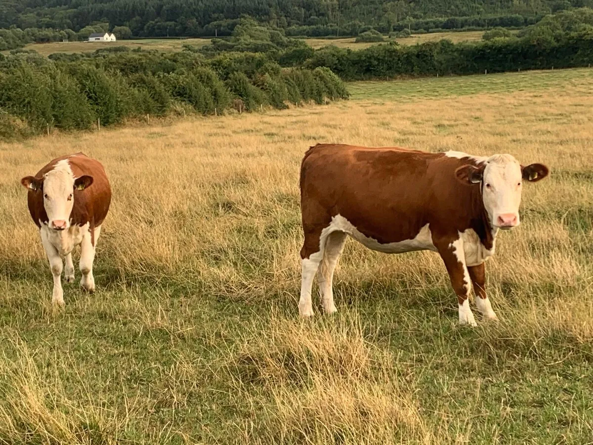 Hereford Heifers - Image 3