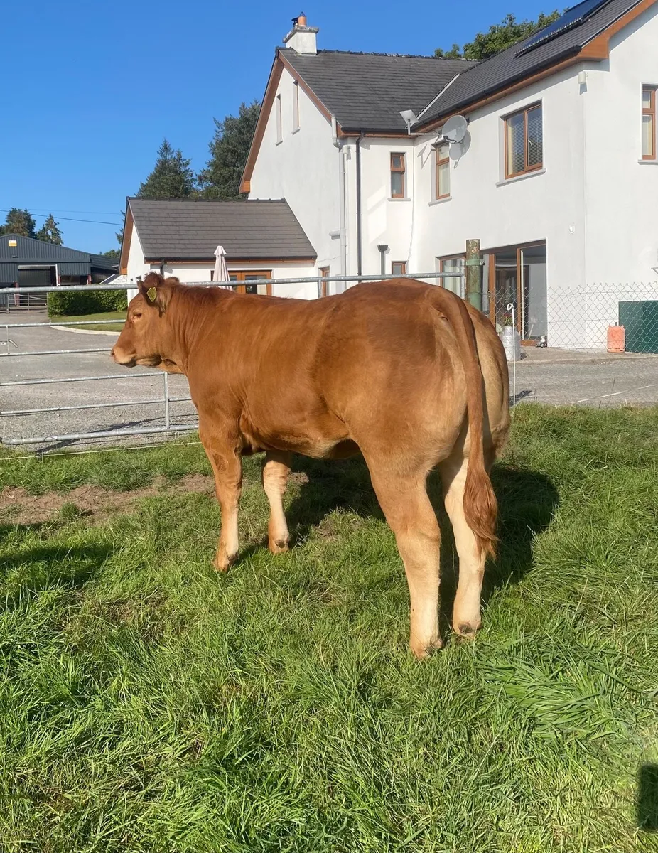 Pedigree Limousin Heifers for sale - Image 1