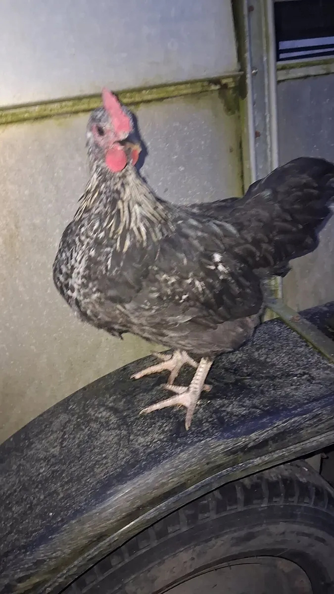 Hatching eggs/rooster - Image 2