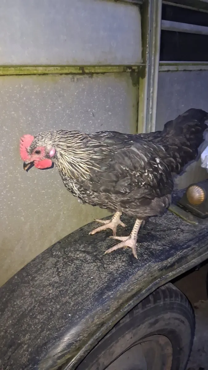 Hatching eggs/rooster - Image 3