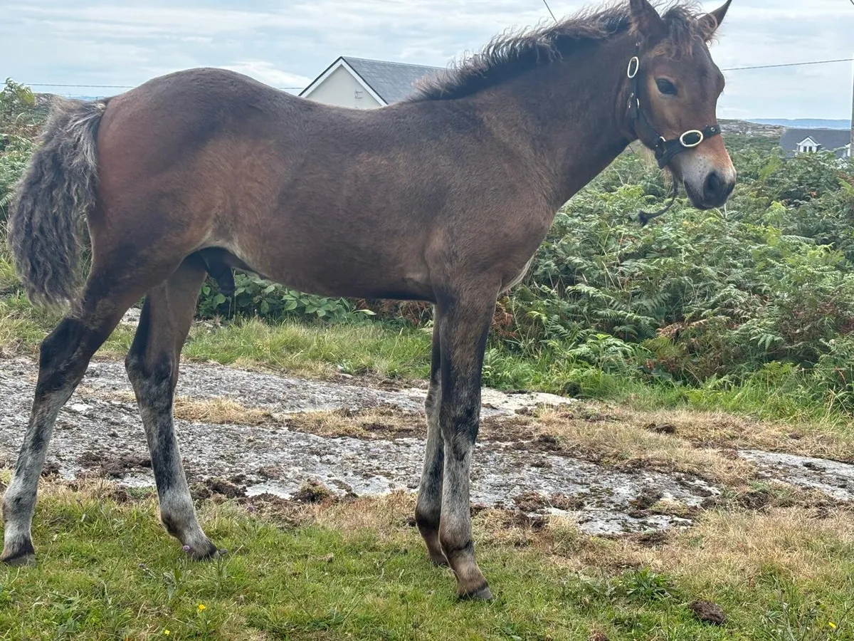 Registered Connemara Colt Foal - Image 4