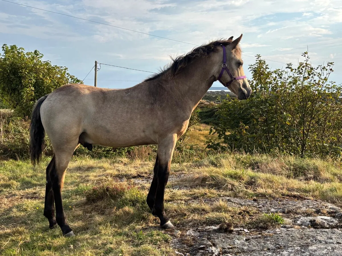 Registered Connemara Colt Foal - Image 1