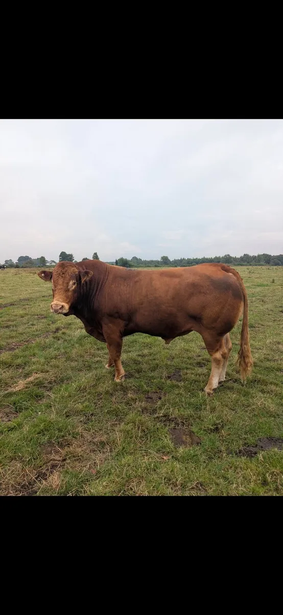 Bull - Image 2