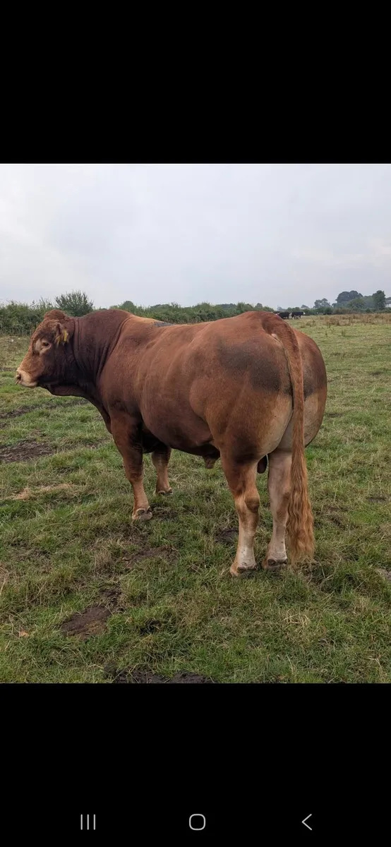 Bull - Image 3