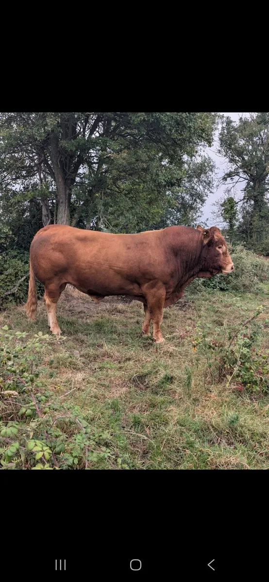 Bull - Image 4