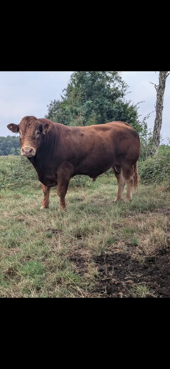 Bull - Image 1