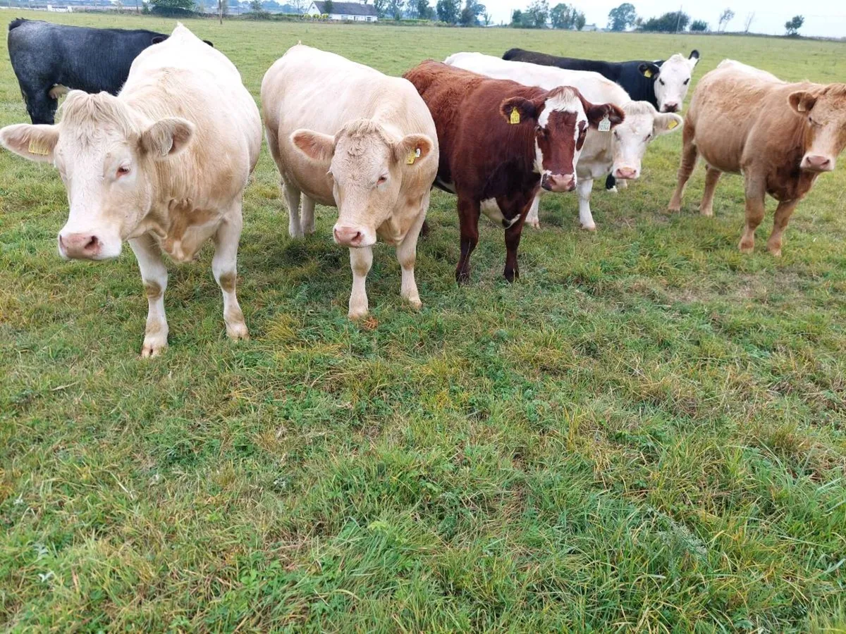 Organic incalf heifers - Image 2