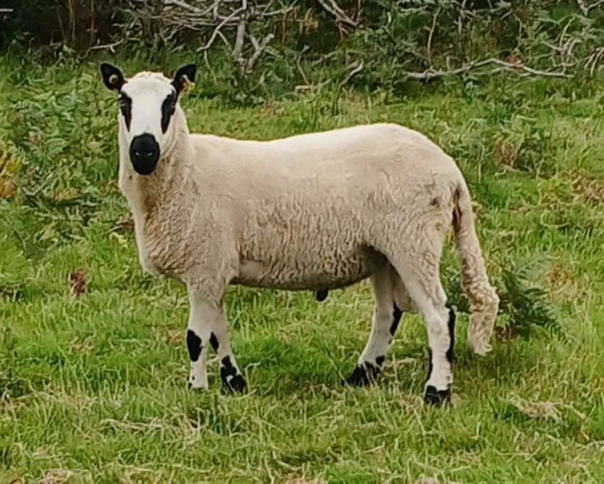 Excellent Kerryhill Hogget rams for sale - Image 1