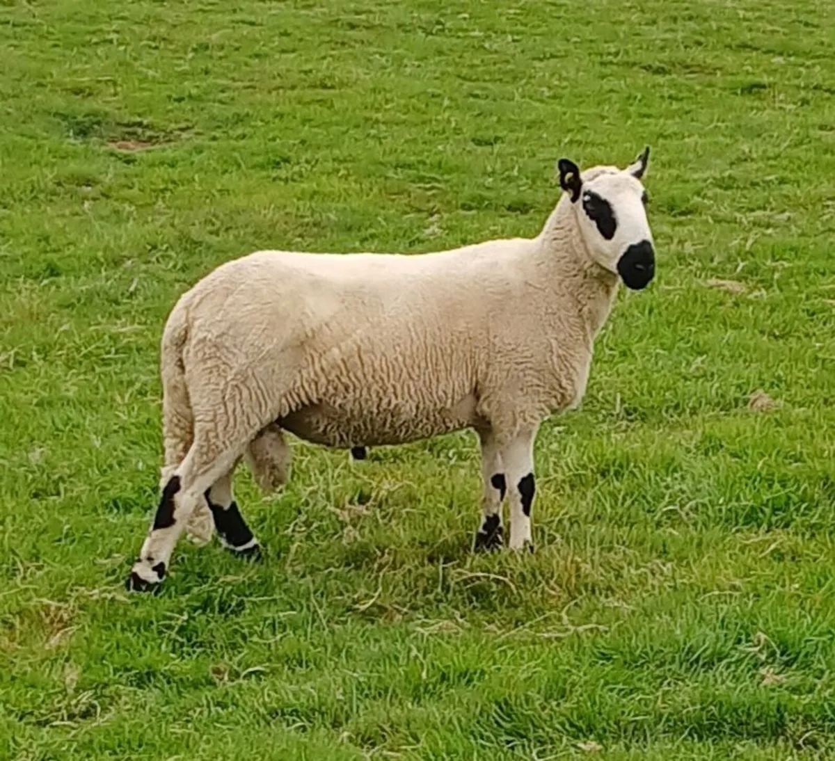 Excellent Kerryhill Hogget rams for sale - Image 2