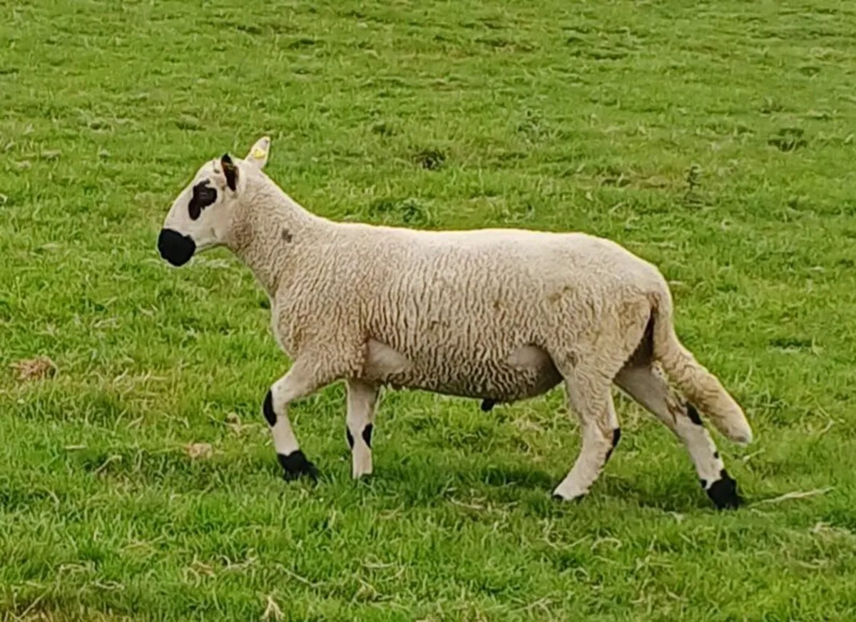 Excellent Kerryhill Hogget rams for sale - Image 3