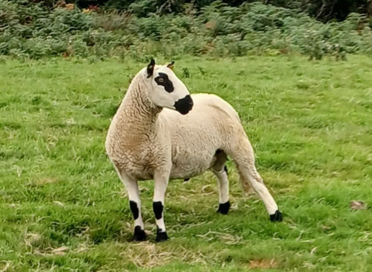 Excellent Kerryhill Hogget rams for sale - Image 4