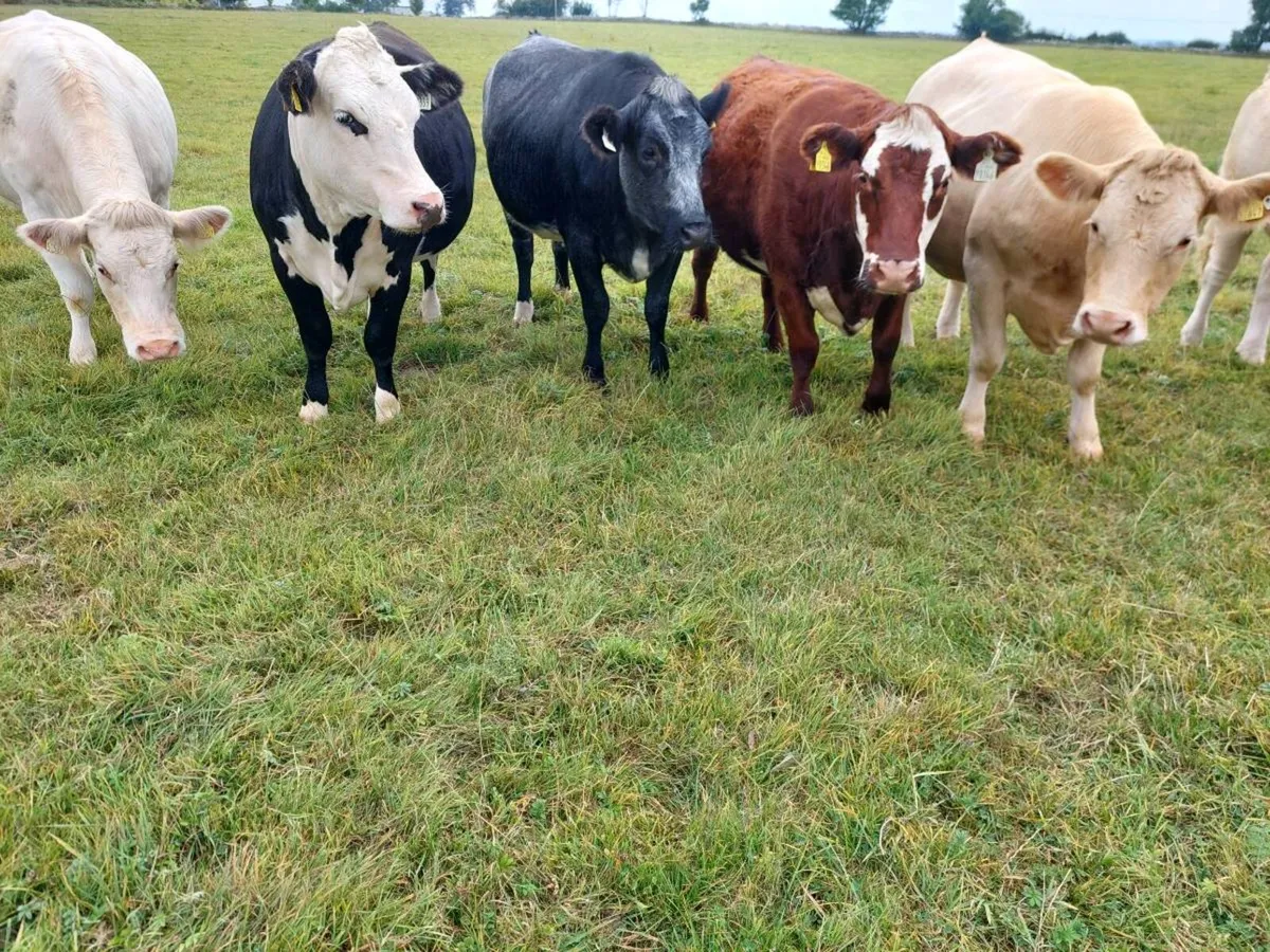 Organic incalf heifers - Image 3