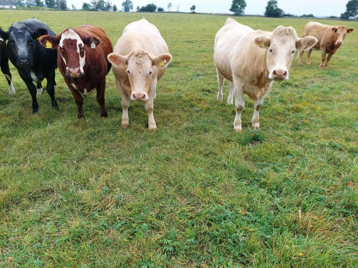 Organic incalf heifers - Image 4