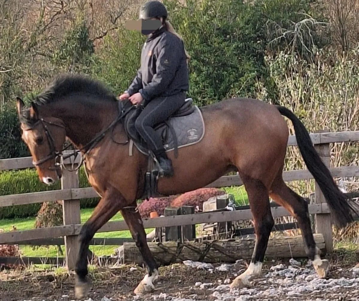 Show jumping Horse - Image 2