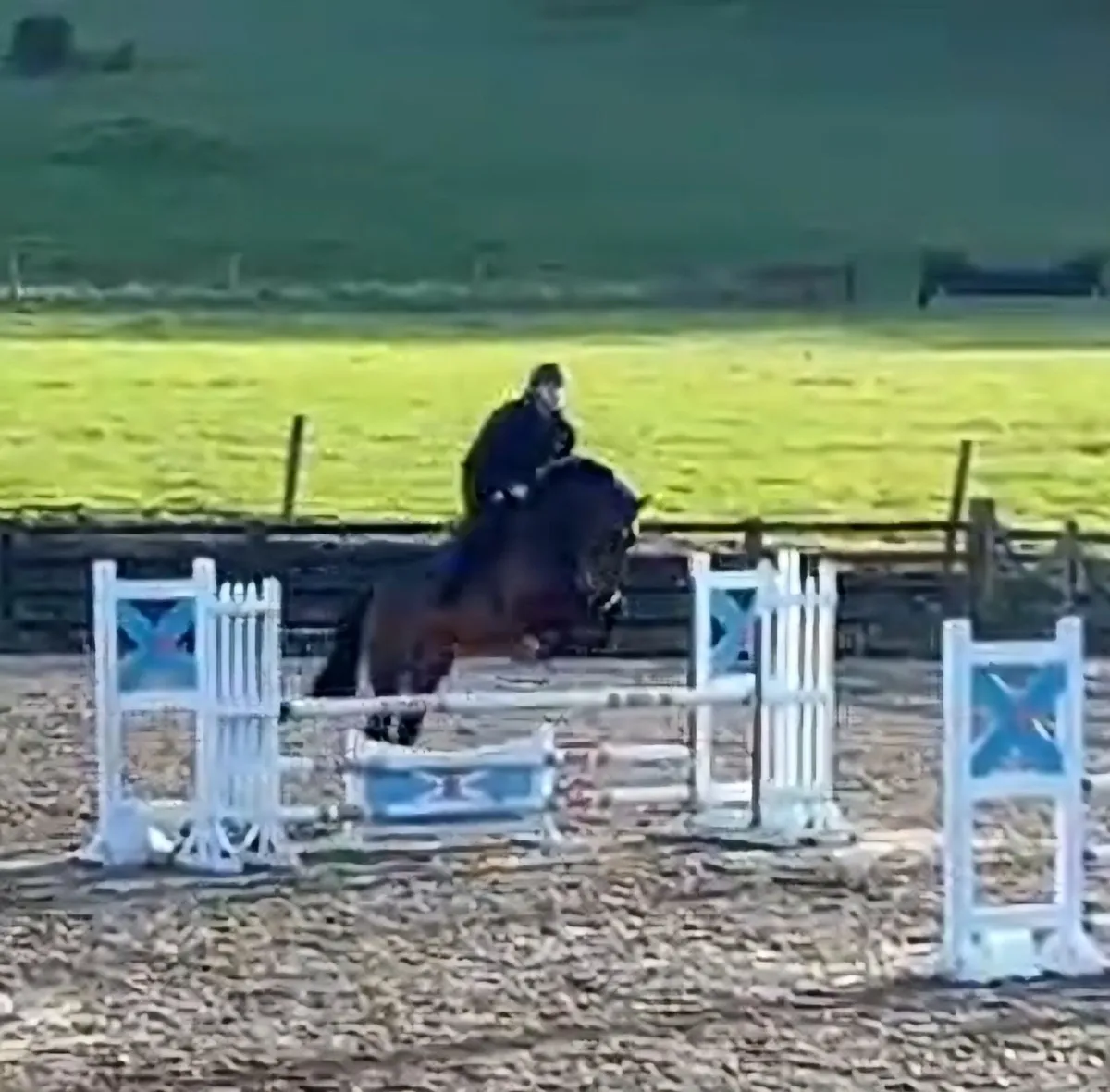Show jumping Horse - Image 1