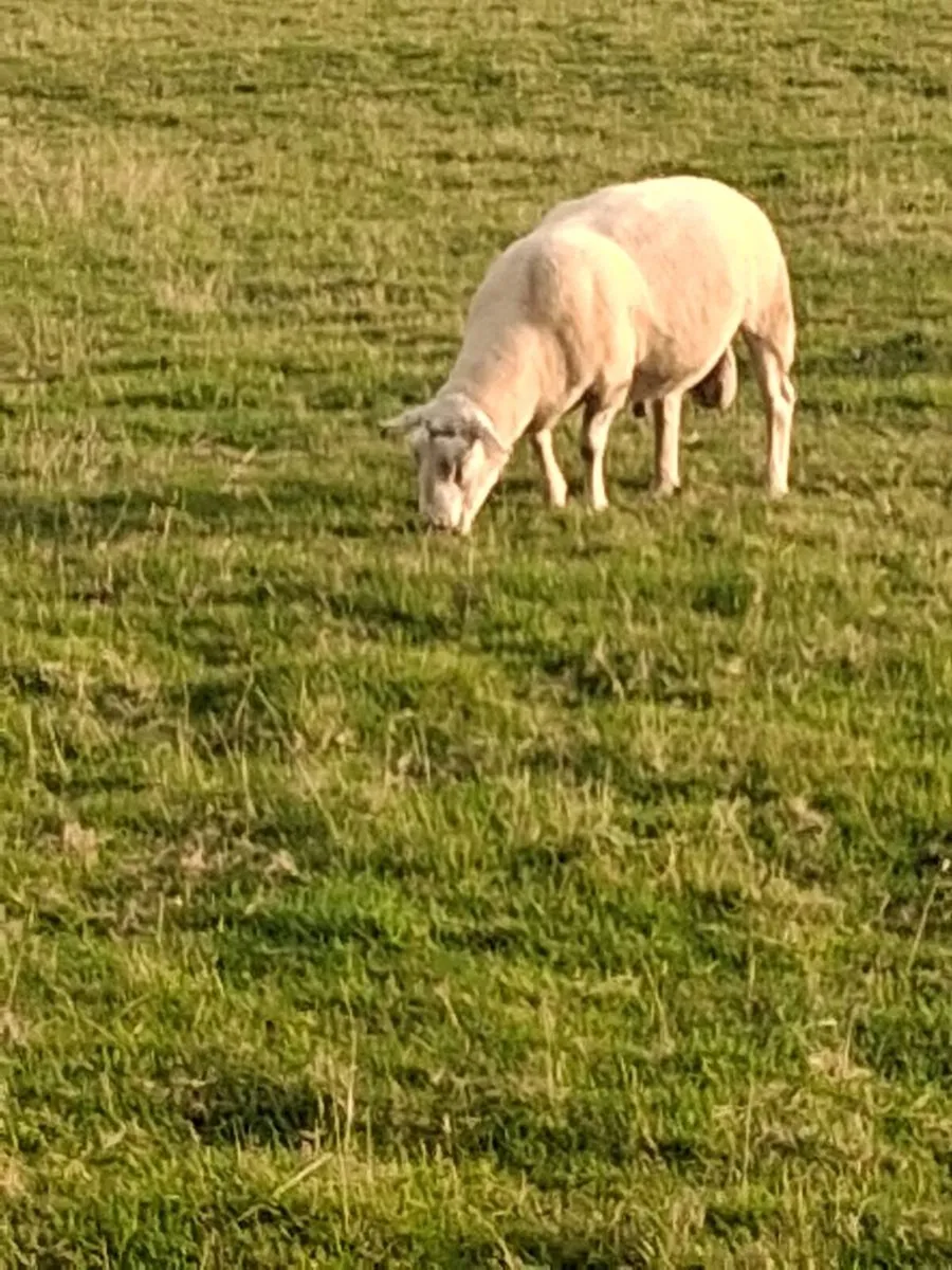 Tubber Hal -PB registered Belclare ram⭐️⭐️⭐️⭐️⭐️ - Image 1