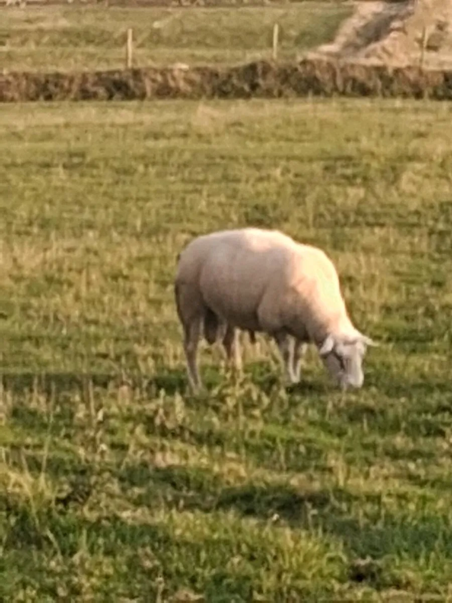 Tubber Hal -PB registered Belclare ram⭐️⭐️⭐️⭐️⭐️ - Image 2