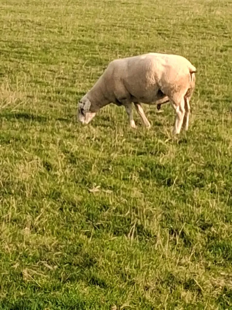 Tubber Hal -PB registered Belclare ram⭐️⭐️⭐️⭐️⭐️ - Image 3