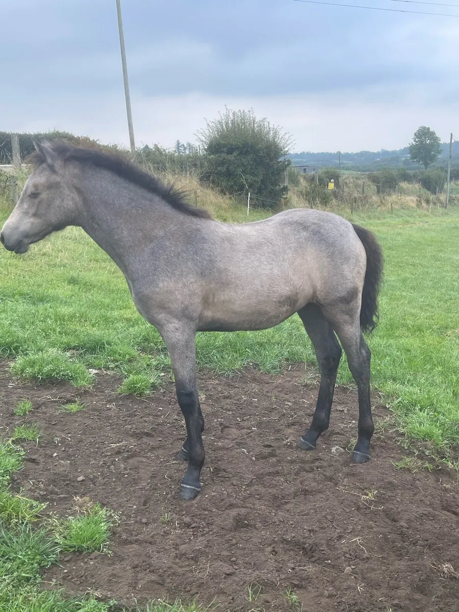 Connemara foals - Image 1