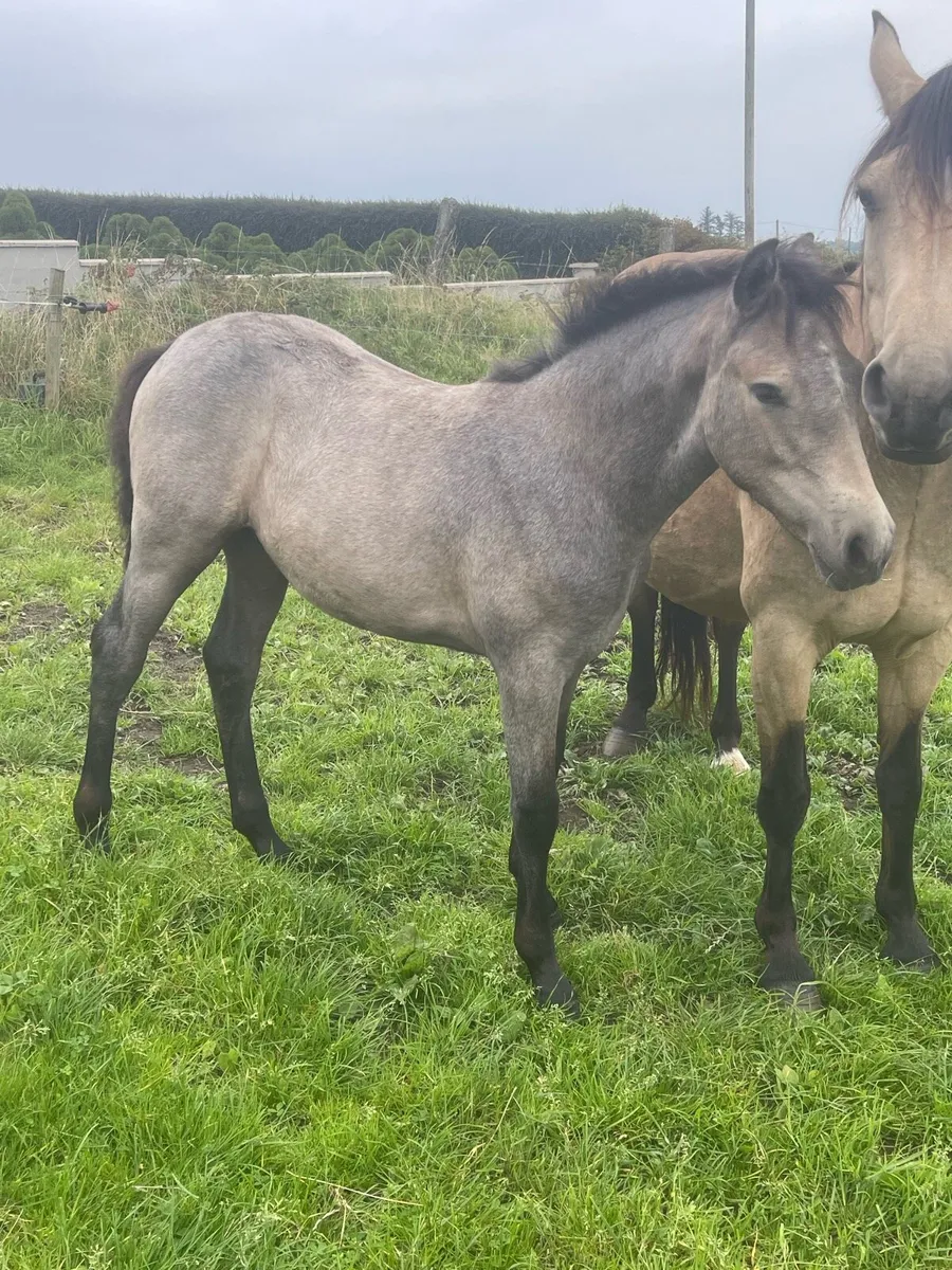 Connemara foals - Image 2