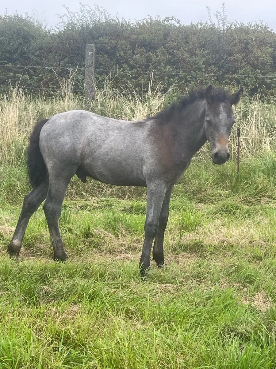 Connemara foals - Image 3