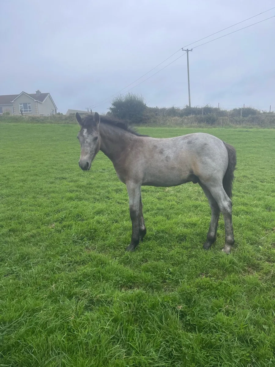 Connemara foals - Image 4