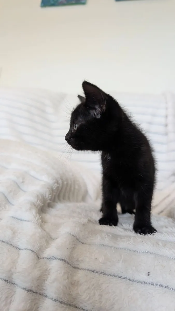 Beautiful Male Kitten Looking for Loving Home - Image 2