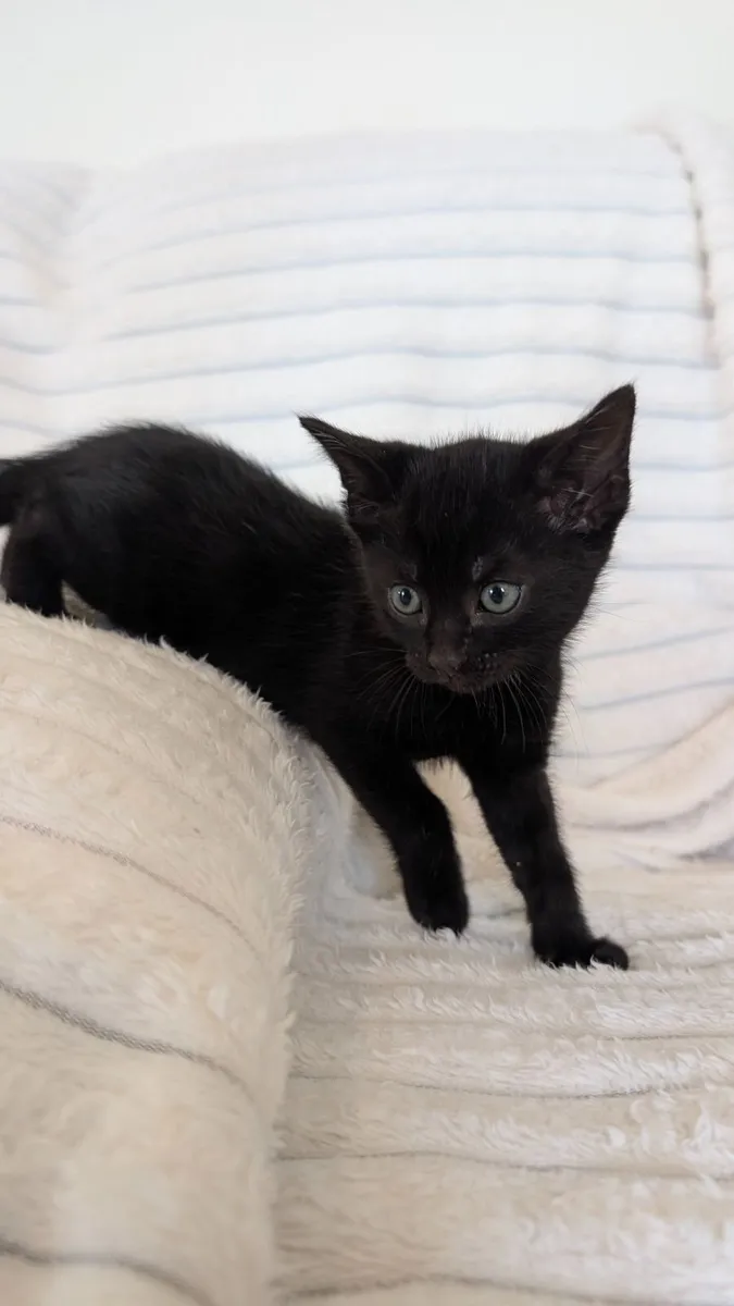 Beautiful Male Kitten Looking for Loving Home - Image 1