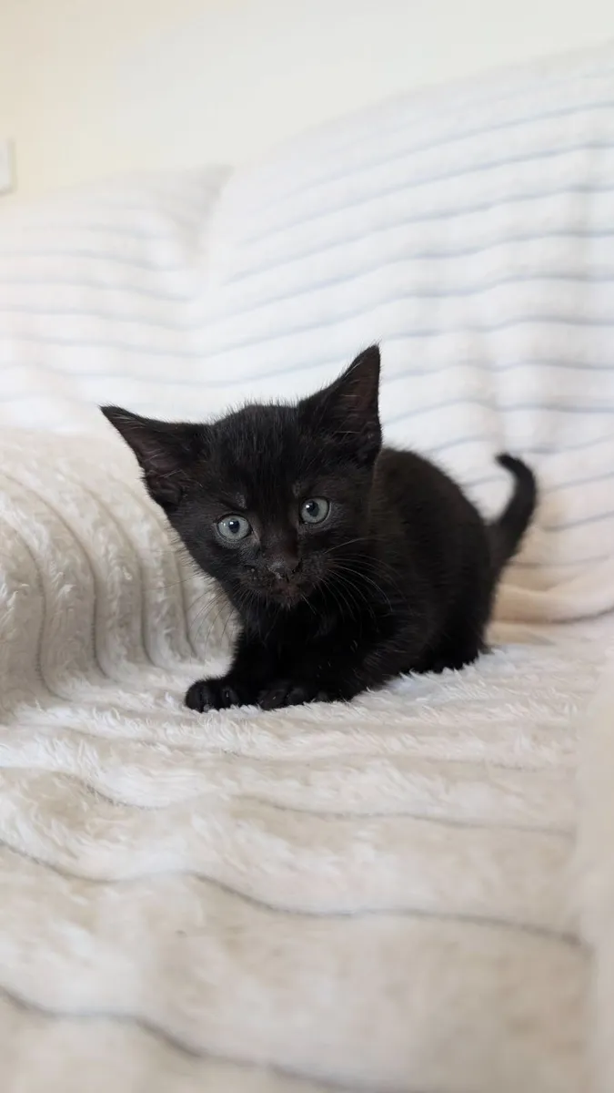 Beautiful Male Kitten Looking for Loving Home - Image 3